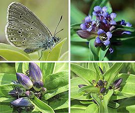 verschiedene Fotos Kreuzenzian-Ameisenbläuling und Kreuz-Enzian