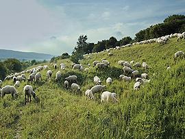 Schafherde im Naturschutzgebiet "Kalktriften"
